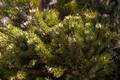Pinus mugo Humpy IMG_8620 Sosna kosodrzewina
